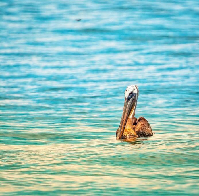 Lepanto Magica Cabana En Medio Del Bosque En Isla Venadoヴィラ エクステリア 写真